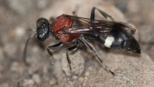 Réf. 289 318 : Oryttus concinnus